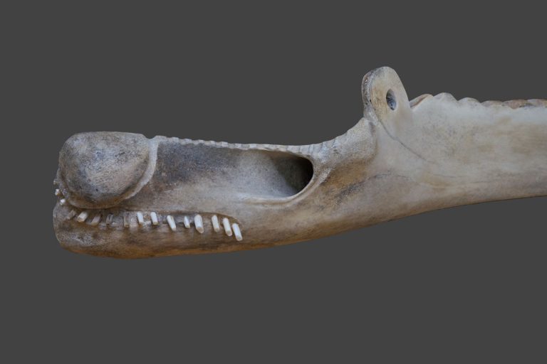 Shaman Transformation 2024