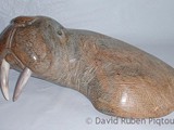 Baby Walrus
(2001)
Brazilian Soapstone
Caribou Antler with inlay